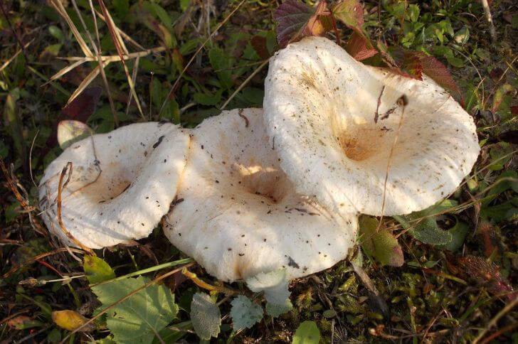 Lactarius piperatus