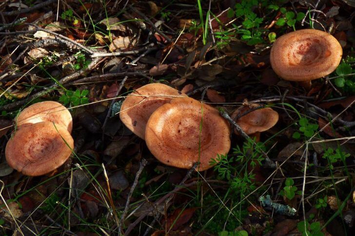 Lactarius