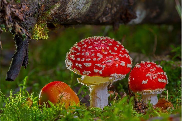 Pear-colored fly agaric