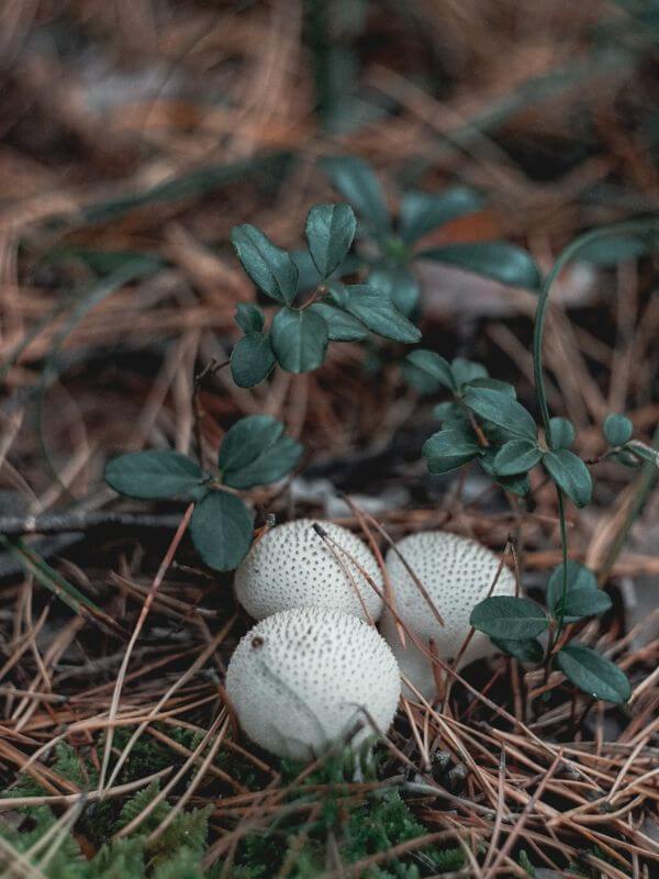 Pear-shaped puffball