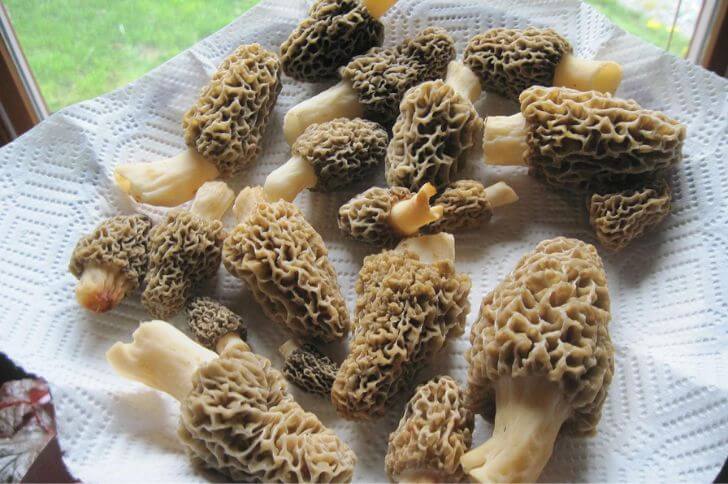 White morel