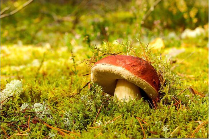 bolete mushrooms 