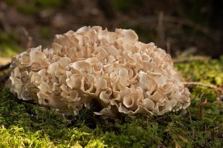 eastern cauliflower mushroom
