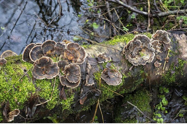 edible mushrooms of georgia 
