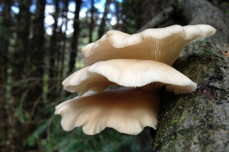 white mushrooms in georgia