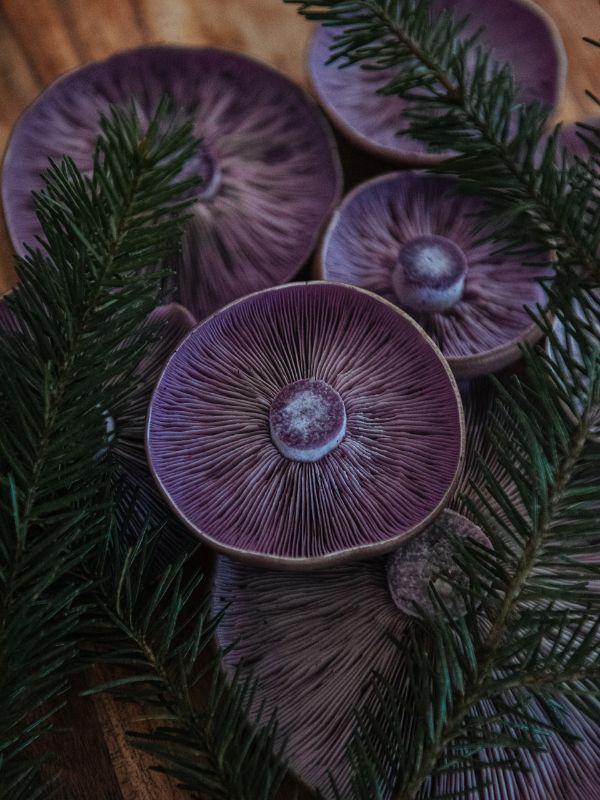  wood blewit