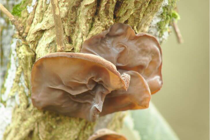 wood ear mushroom 