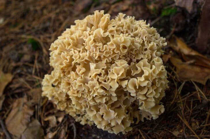 mushrooms that look like brains