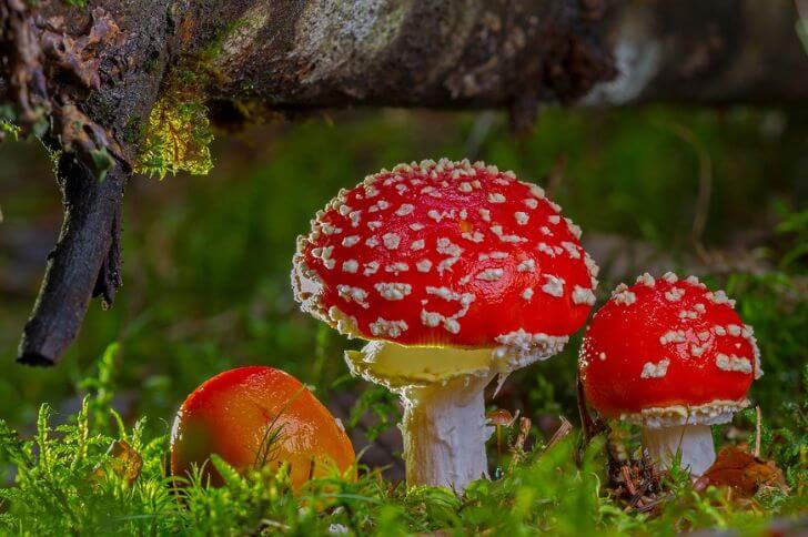 Amanita Muscaria