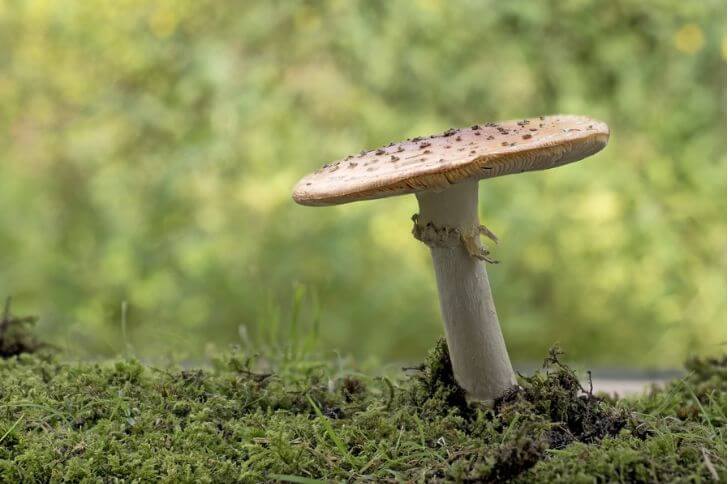 Amanita verna