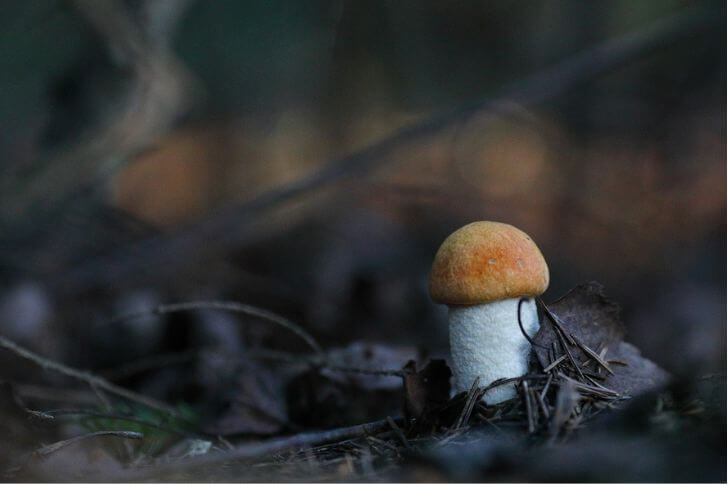 Aspen Bolete Mushrooms