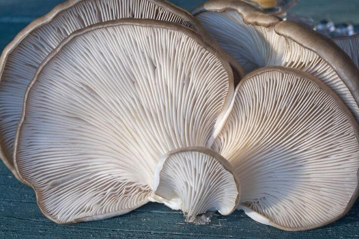 Aspen oyster mushroom