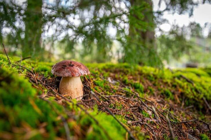 King Bolete