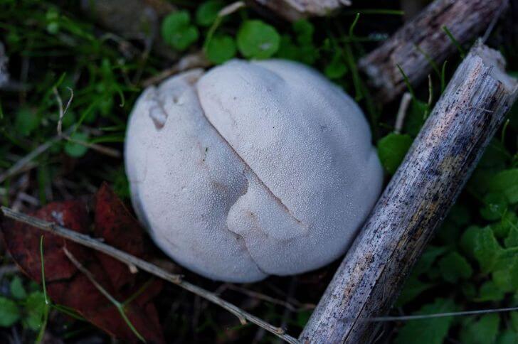 brainy mushrooms 