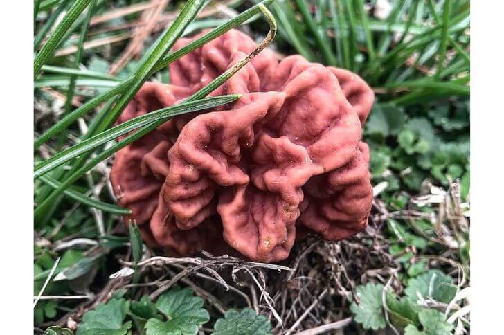 Carolina False Morel