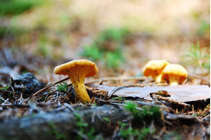 Chanterelle Mushrooms 