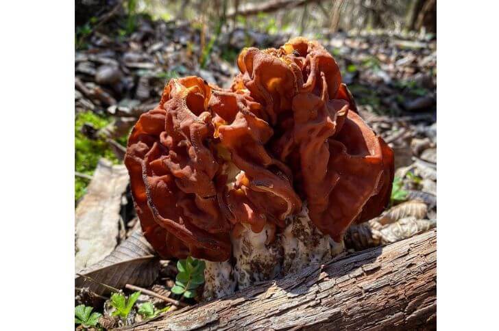 False Morel Mushroom