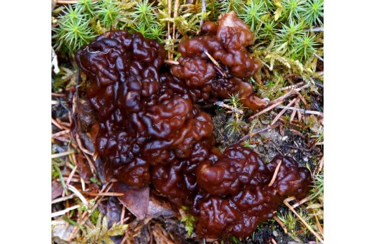 Gyromitra esculenta