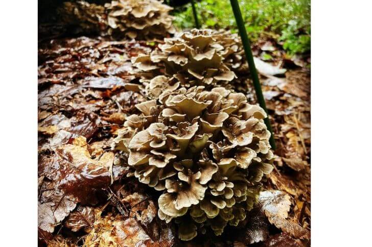 Hen of the Woods