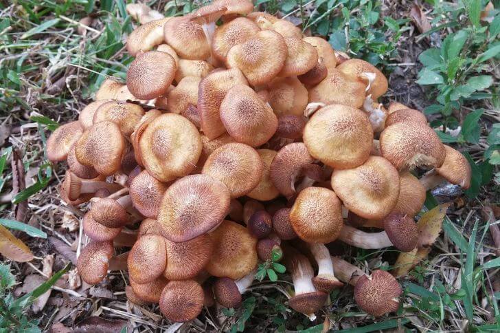 Honey mushrooms