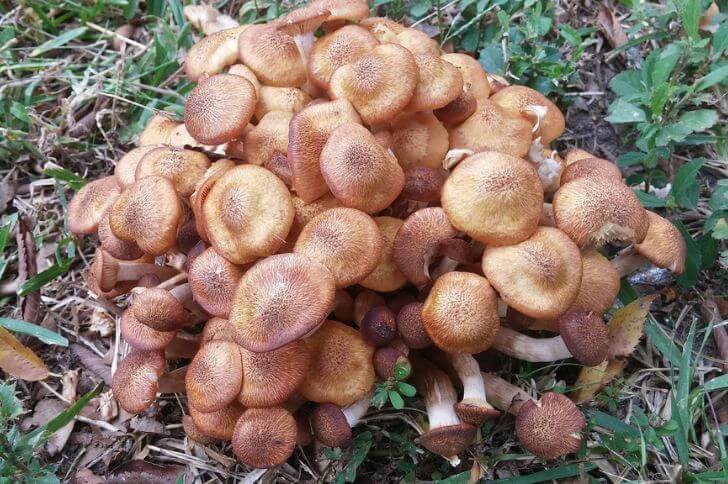 Honey mushrooms