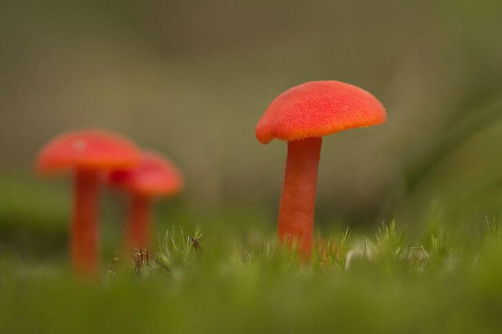 Hygrocybe miniata