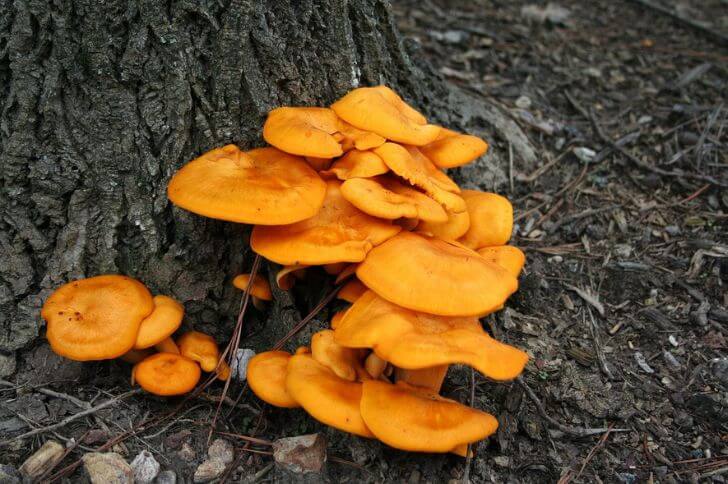 Lantern mushroom