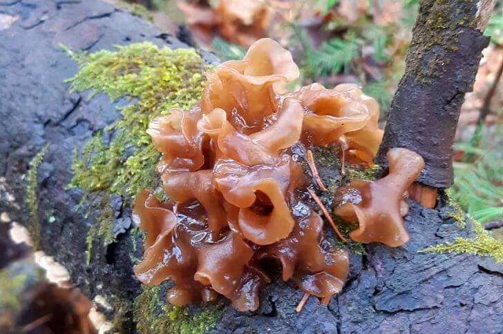mushrooms that look like brains