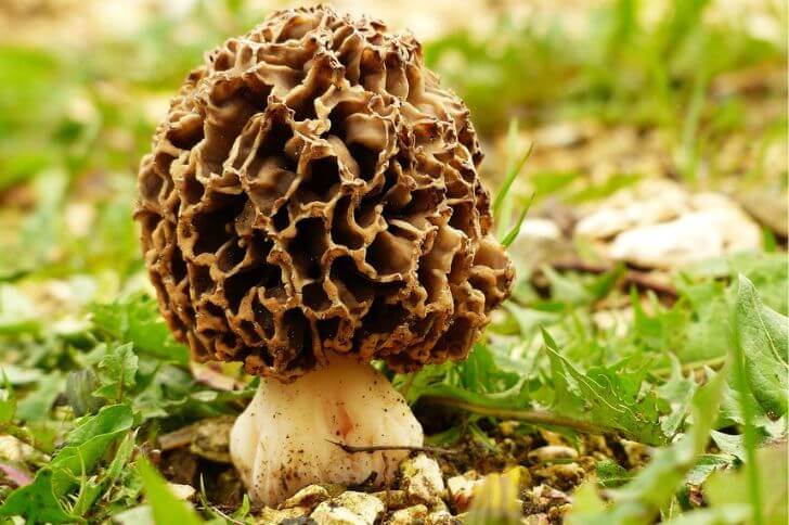 morel mushrooms 