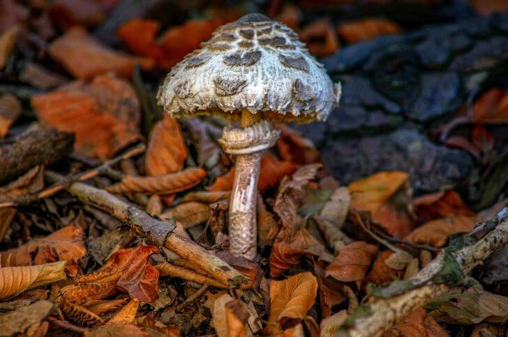 Parasol mushroom