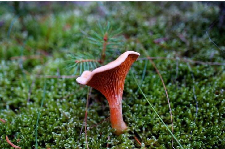 Red chanterelles