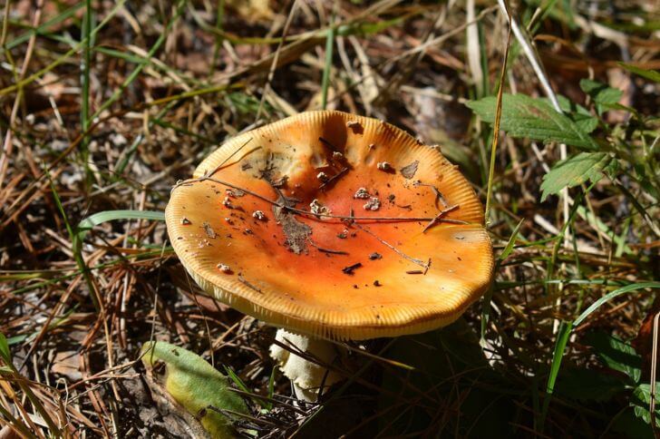 Russula decolorans