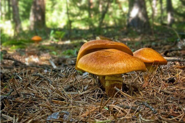 Suillus grevillei 