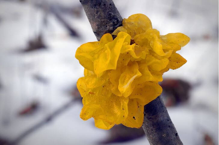 Tremella mesenterica