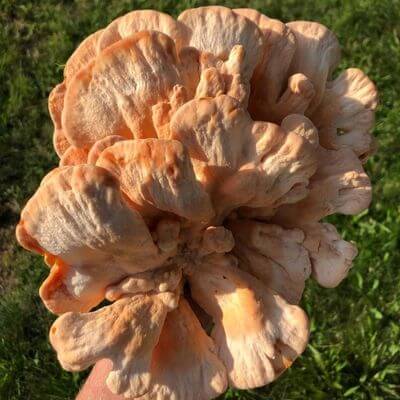 white pored chicken of the woods