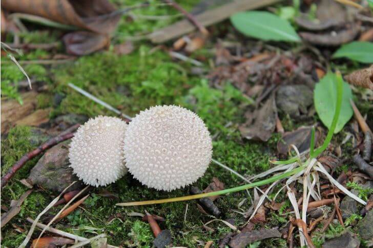 Gem Studded Puffball