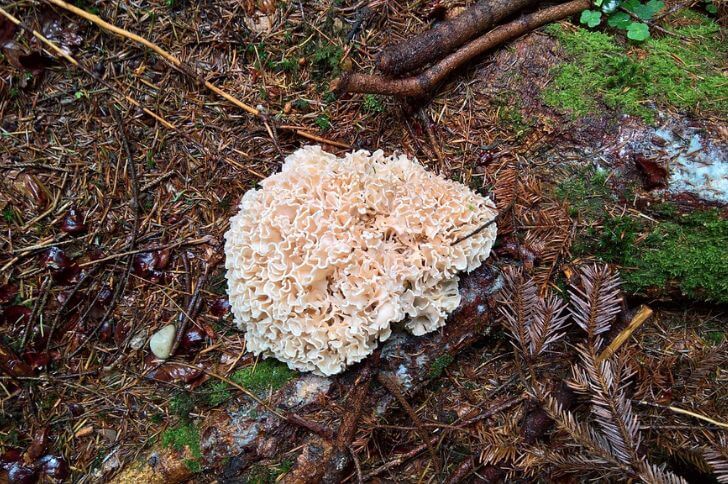 eastern-cauliflower-mushrooms