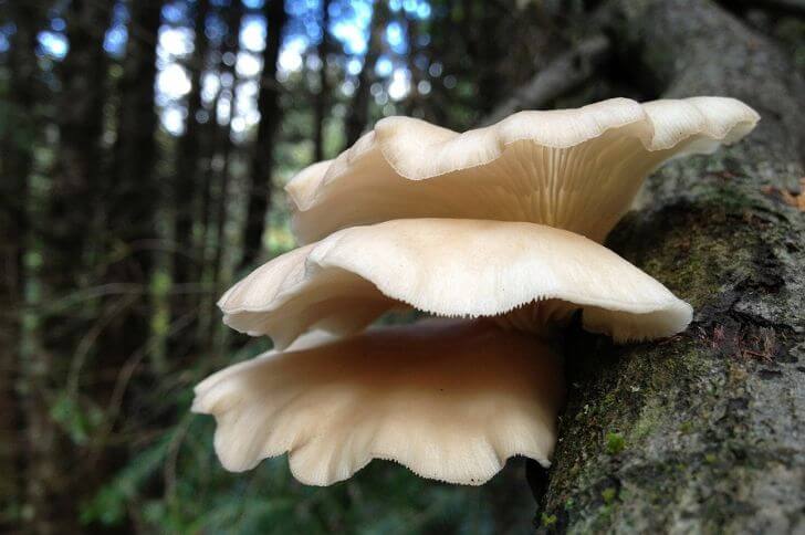 edible mushrooms in denver 