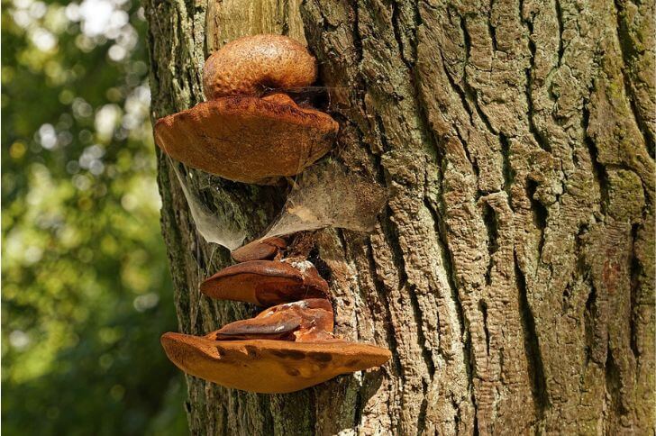 mushrooms that grow on trees