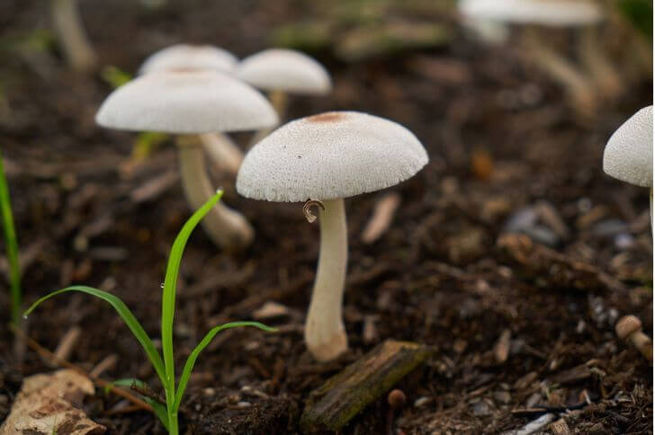 mushrooms that look like flowers