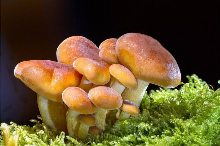 orange mushrooms