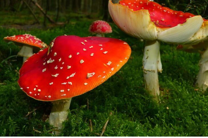 red mushrooms