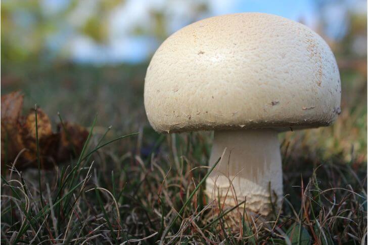 Agaricus arvensis