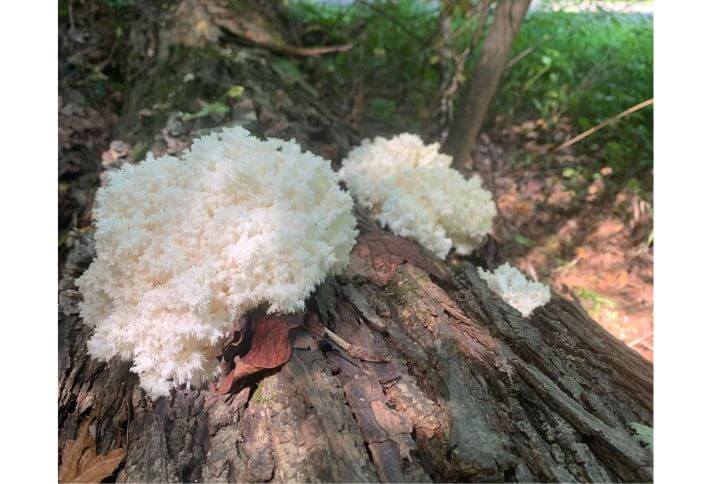 Bear's Head Tooth