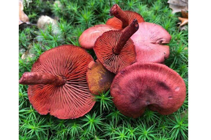 Blood Red Webcap