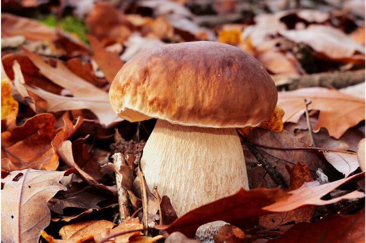 Boletus Edulis