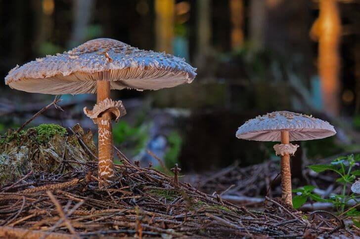 Brown Shaggy Parasol