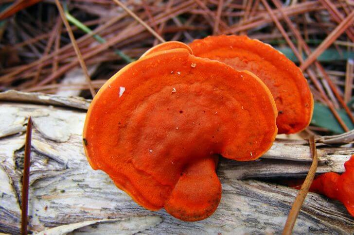 Cinnabar Polypore