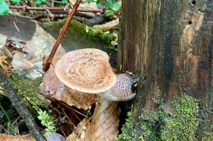 Dryad's saddle