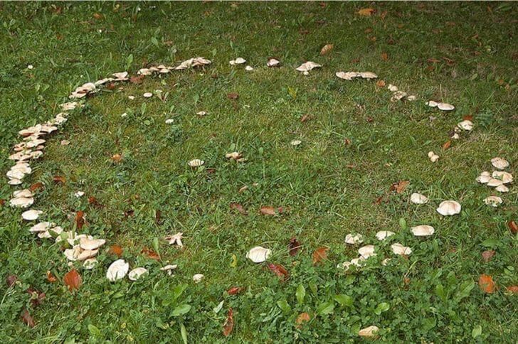 Fairy Ring Mushrooms